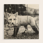CURIOUS FOX III Wood Wall Art Gallery Image 1