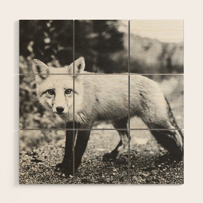CURIOUS FOX III Wood Wall Art Gallery Image 1