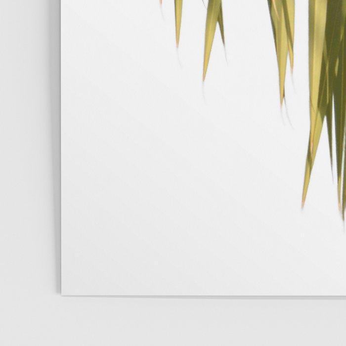Palm Leaves V Poster Gallery Image 3