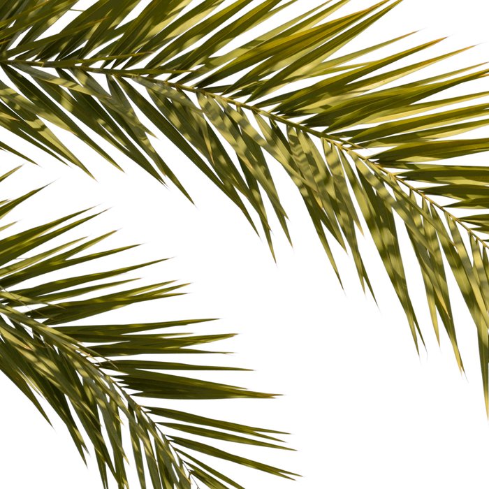 Palm Leaves V Coffee Mug Gallery Image 2