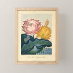 Sacred Egyptian Bean from "The Temple of Flora," 1812 (benefitting The Nature Conservancy) Mini Art Print Gallery Image 1