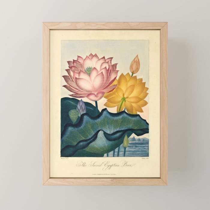 Sacred Egyptian Bean from "The Temple of Flora," 1812 (benefitting The Nature Conservancy) Mini Art Print Gallery Image 1