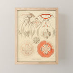Jellyfish by Ernst Haeckel from his monograph of deep-sea medusae (1879) Mini Art Print Gallery Image 1