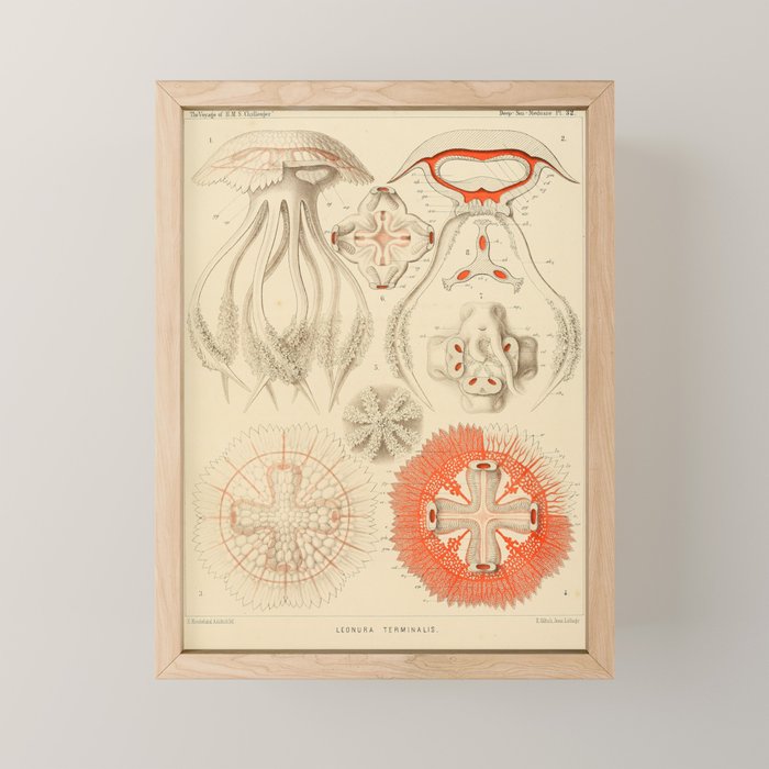 Jellyfish by Ernst Haeckel from his monograph of deep-sea medusae (1879) Mini Art Print Gallery Image 1