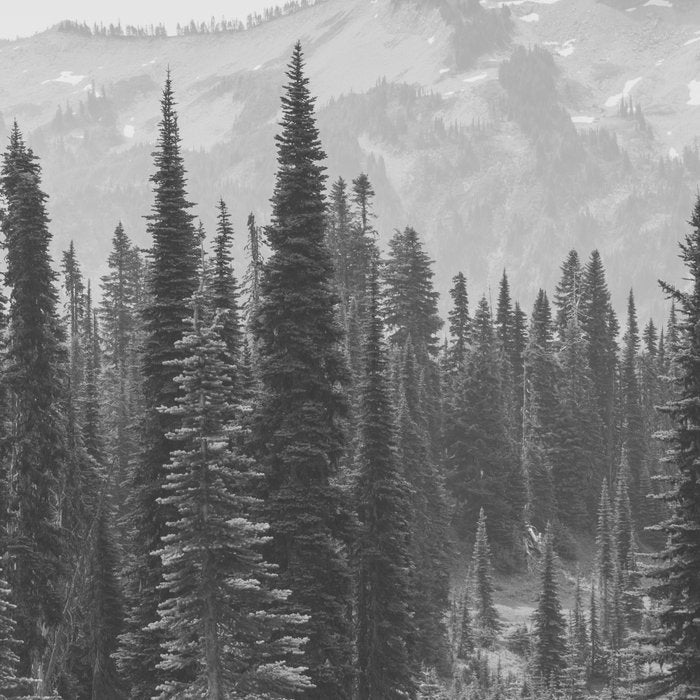 Escape to the Wilds - Black and White Nature Photography Coffee Mug Gallery Image 2