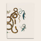 Albertus Seba Snakes And Lizards Notebook Gallery Image 4