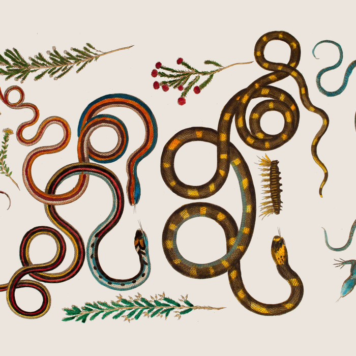 Albertus Seba Snakes And Lizards Coffee Mug Gallery Image 2