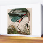 Great Blue Heron Birds of America Audubon Illustration Wall Mural Gallery Image 2