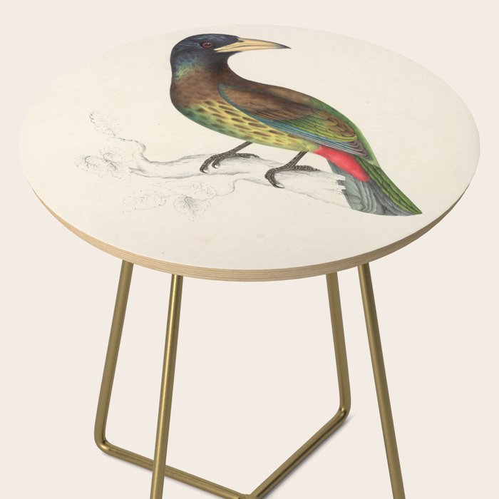 Great barbet by Elizabeth Gould from "A Century of Birds from the Himalaya Mountains," 1831 Side Table Gallery Image 2