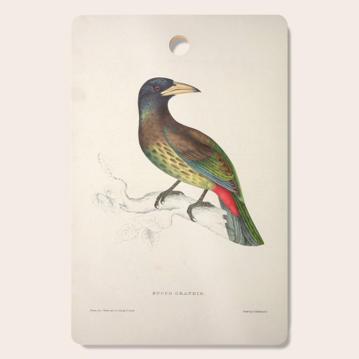 Great barbet by Elizabeth Gould from "A Century of Birds from the Himalaya Mountains," 1831 Cutting Board Gallery Image 1