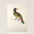 Great barbet by Elizabeth Gould from "A Century of Birds from the Himalaya Mountains," 1831 Stationery Card Gallery Image 2