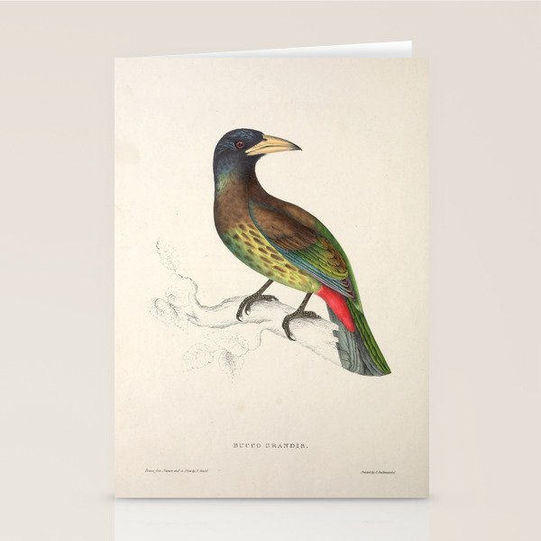 Great barbet by Elizabeth Gould from "A Century of Birds from the Himalaya Mountains," 1831 Stationery Card Gallery Image 2