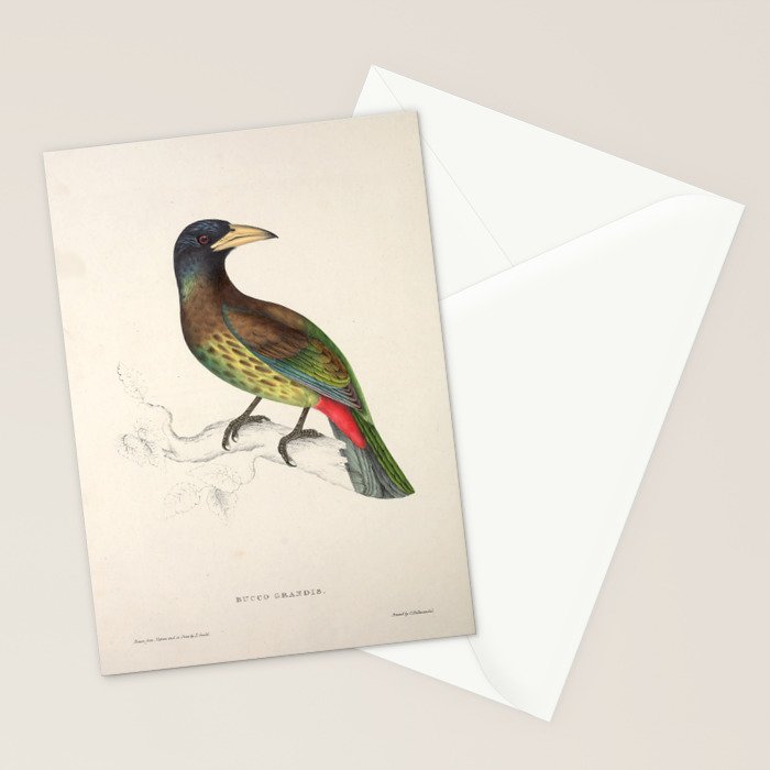 Great barbet by Elizabeth Gould from "A Century of Birds from the Himalaya Mountains," 1831 Stationery Card Gallery Image 2