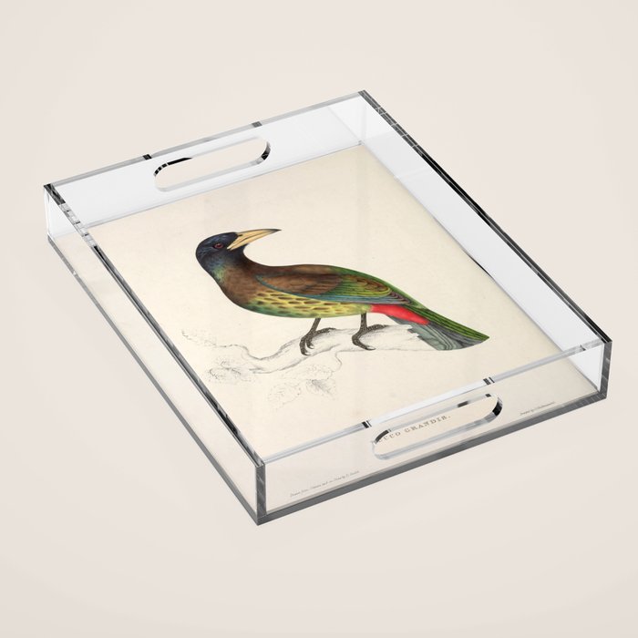 Great barbet by Elizabeth Gould from "A Century of Birds from the Himalaya Mountains," 1831 Acrylic Tray Gallery Image 1