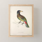 Great barbet by Elizabeth Gould from "A Century of Birds from the Himalaya Mountains," 1831 Mini Art Print Gallery Image 1