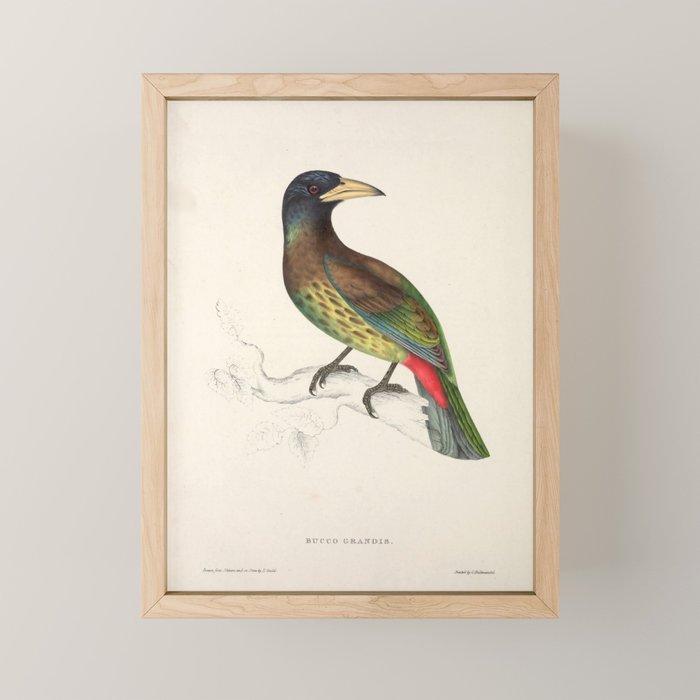Great barbet by Elizabeth Gould from "A Century of Birds from the Himalaya Mountains," 1831 Mini Art Print Gallery Image 1