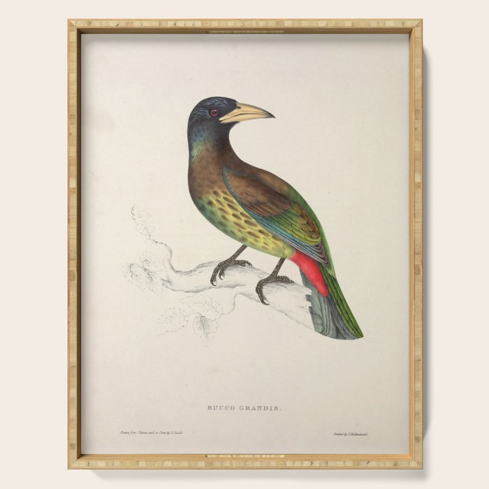 Great barbet by Elizabeth Gould from "A Century of Birds from the Himalaya Mountains," 1831 Serving Tray Gallery Image 1