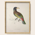 Great barbet by Elizabeth Gould from "A Century of Birds from the Himalaya Mountains," 1831 Serving Tray Gallery Image 1