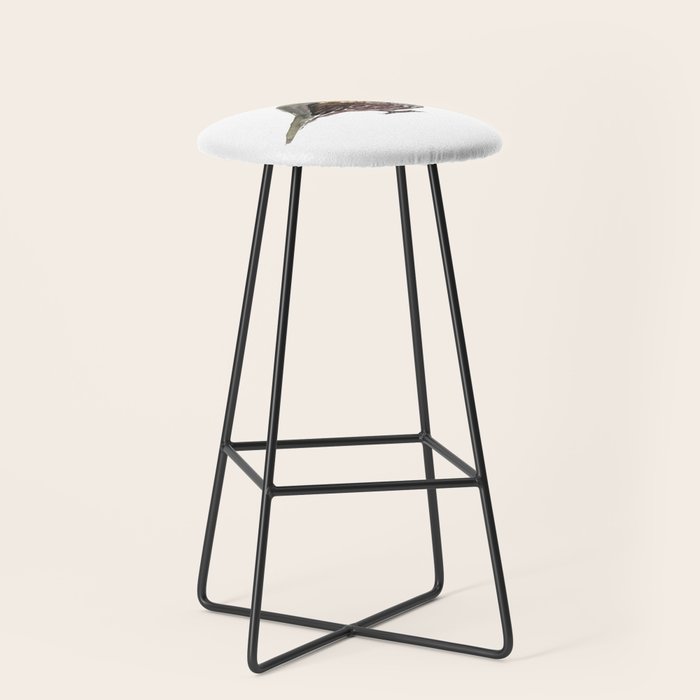 California Quail Stool