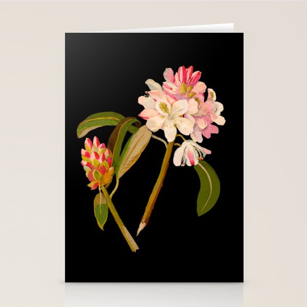 Rhododendron Maximum  by Mary Delany Paper Collage Floral Flower Botanical Paper Mosaic Vintage Scientific Plant Anatomy Stationery Card Gallery Image 2