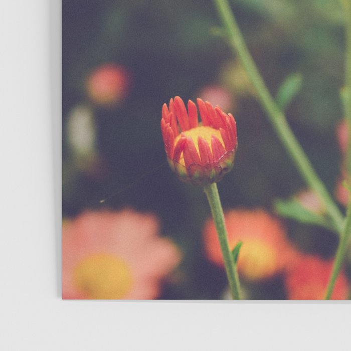 Bohemian Summer Dream Poster Gallery Image 3