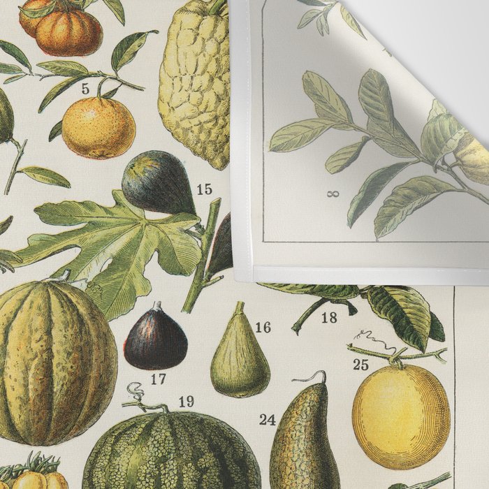 Vintage Scientific Illustration Fruits Botanical Floral Lithograph Encyclopaedia Diagrams  Wall Tapestry Gallery Image 3