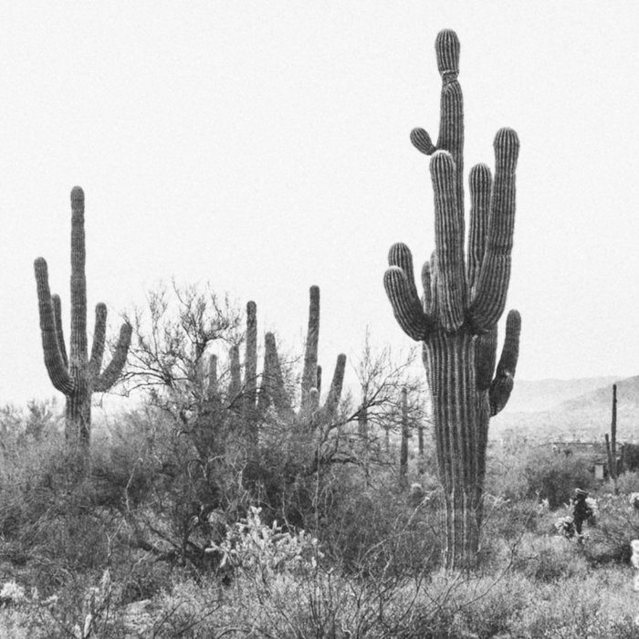 ARIZONA DESERT VI / Scottsdale Coffee Mug Gallery Image 2