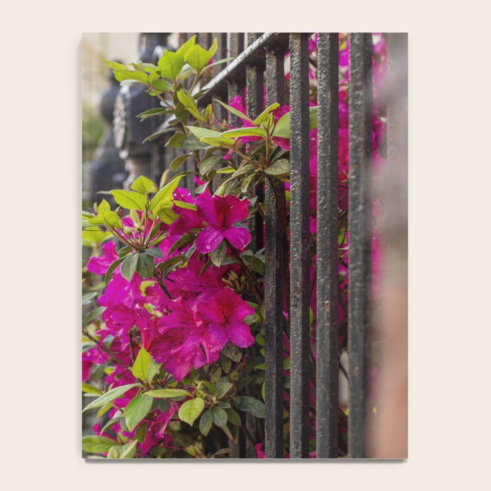 New Orleans French Quarter Photography x Azaleas in the Quarter Notebook Gallery Image 4