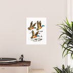 Mallard Ducks in Flight Waterfowl Poster Gallery Image 2