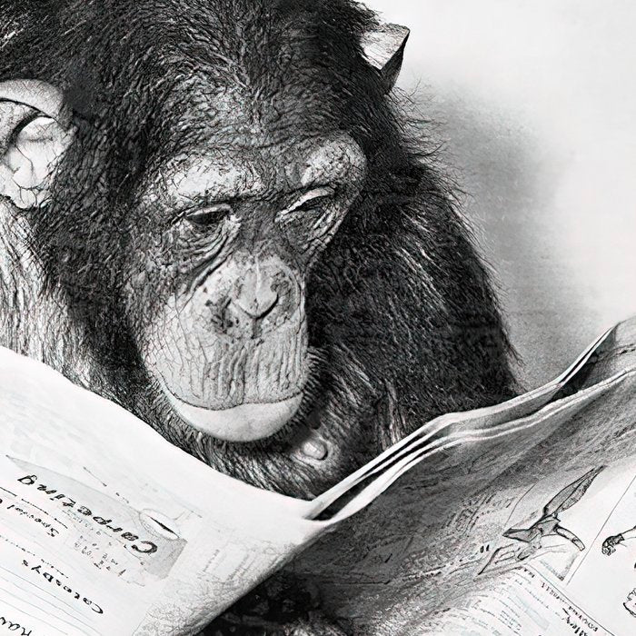 Chimpanzee Reading Newspaper, Black and White Vintage Art Coffee Mug Gallery Image 2