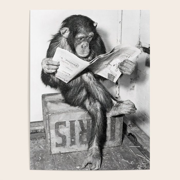 Chimpanzee Reading Newspaper, Black and White Vintage Art Poster Gallery Image 1