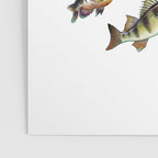 Walleye Poster Gallery Image 3