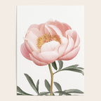 Coral Peony Poster Gallery Image 4
