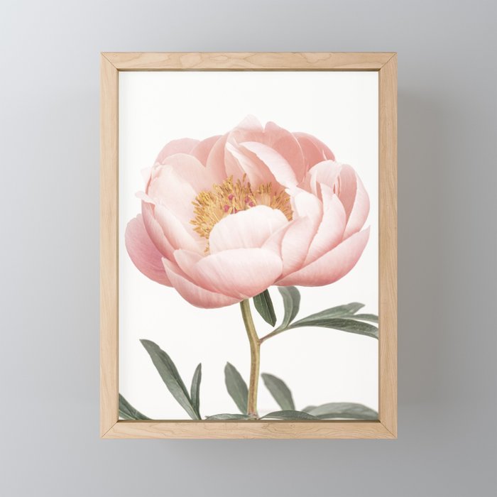 Coral Peony Mini Art Print Gallery Image 1
