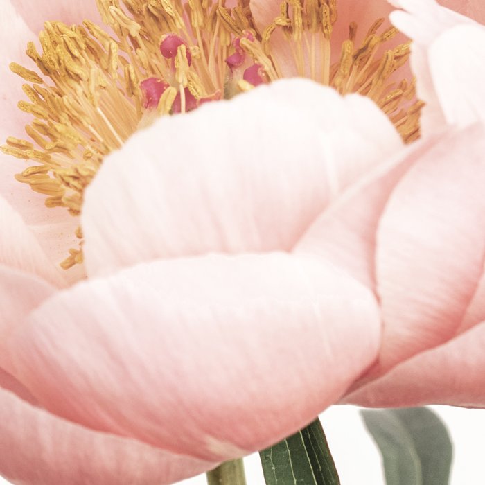 Coral Peony Coffee Mug Gallery Image 2