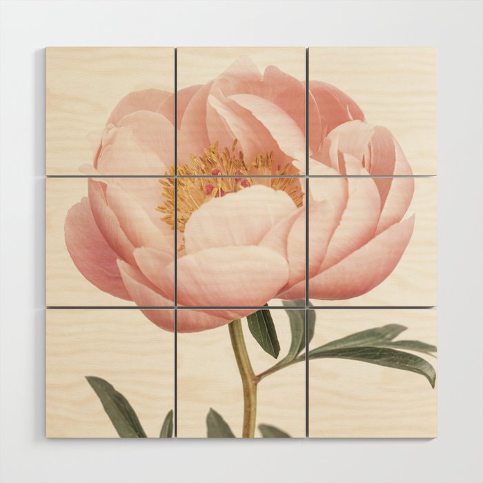 Coral Peony Wood Wall Art Gallery Image 1