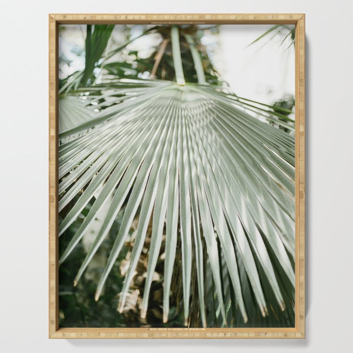 Botanical garden close up | Palm leaf detail | Fine art photography print Serving Tray Gallery Image 1