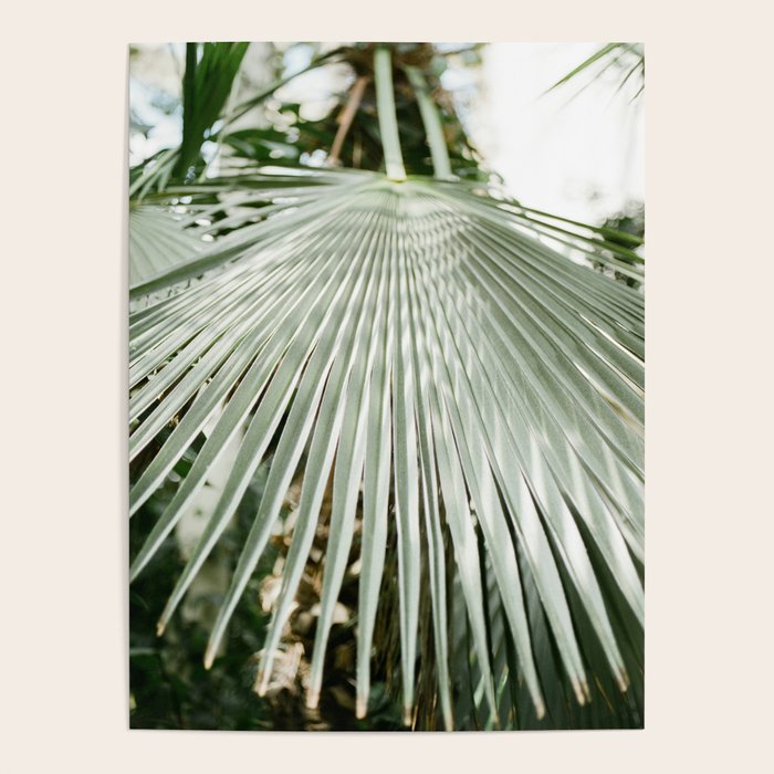 Botanical garden close up | Palm leaf detail | Fine art photography print Poster Gallery Image 1