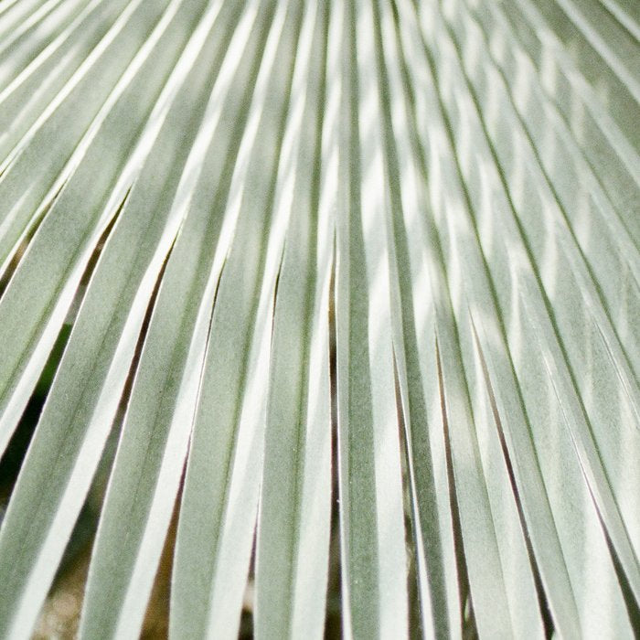 Botanical garden close up | Palm leaf detail | Fine art photography print Coffee Mug Gallery Image 2