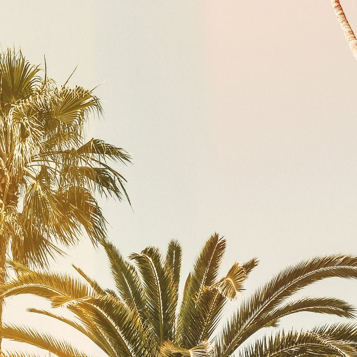 California Palms 2 - Modern Fine Art Print Coffee Mug Gallery Image 2
