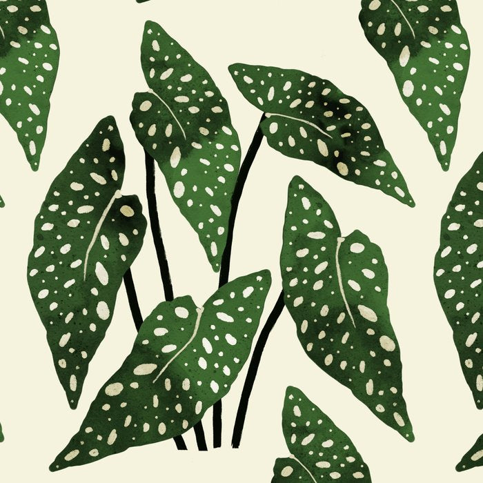 begonia maculata interior plant Coffee Mug Gallery Image 2