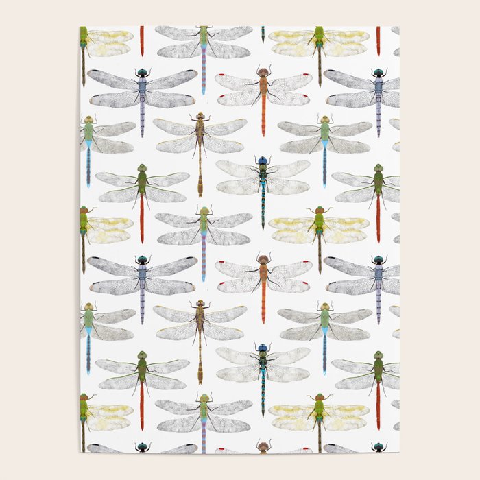 Dragonflies Poster Gallery Image 4