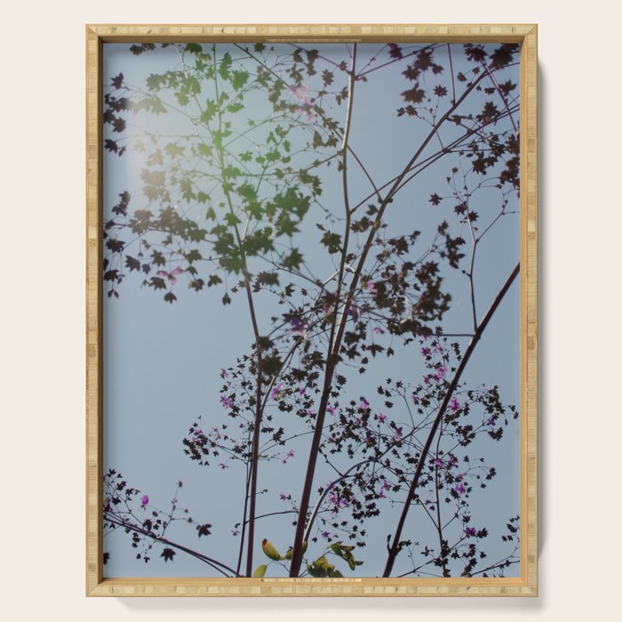 Pendulous - blossoms airy flower print botanical photograph Serving Tray Gallery Image 1