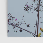 Pendulous - blossoms airy flower print botanical photograph Poster Gallery Image 3
