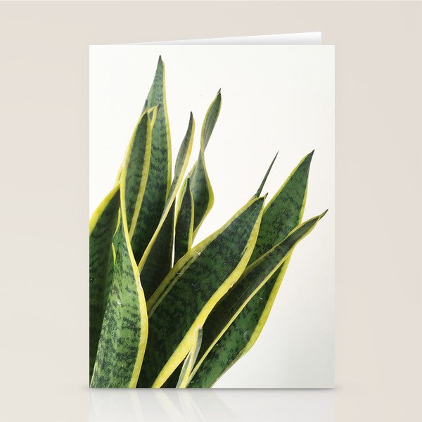 Sansevieria Stationery Card Gallery Image 1
