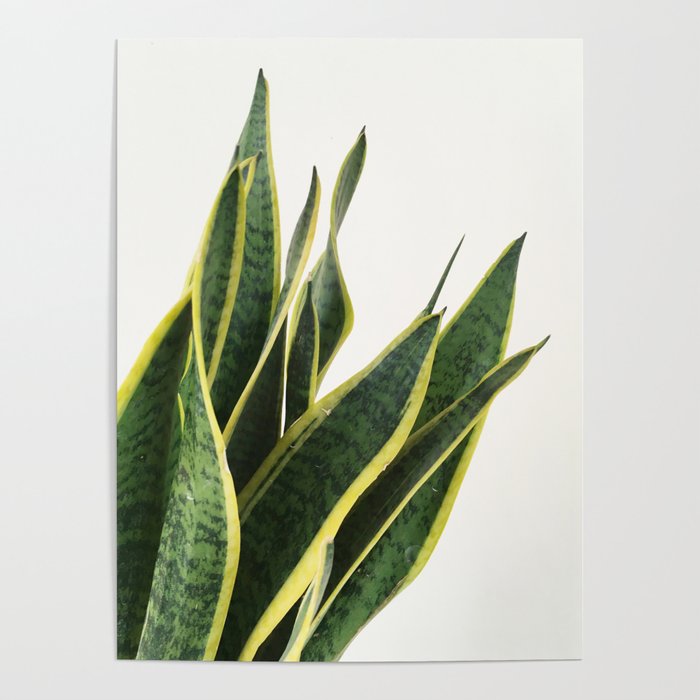 Sansevieria Poster Gallery Image 4