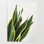 Sansevieria Poster Gallery Image 4