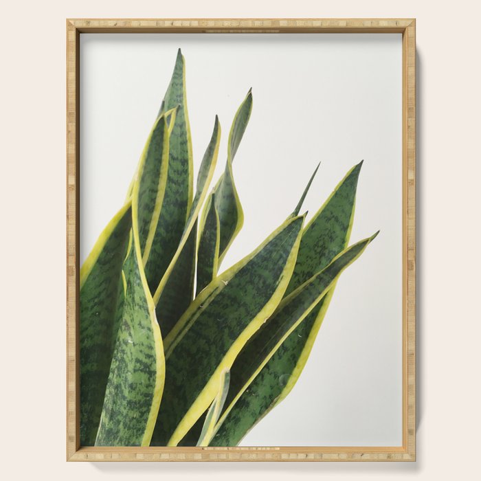 Sansevieria Serving Tray Gallery Image 1