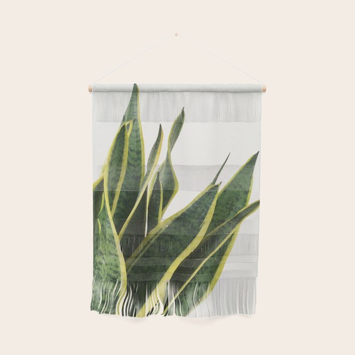 Sansevieria Wall Hanging Gallery Image 1