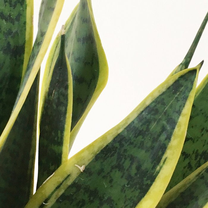 Sansevieria Coffee Mug Gallery Image 2